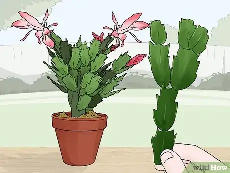 Image titled Plant a Christmas Cactus Step 2