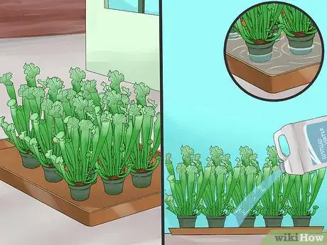 Image titled Grow Sarracenia (North American Pitcher Plants) Step 5