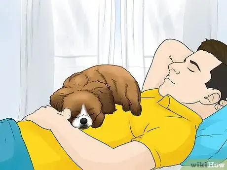 Image titled Identify a Pekingese Step 13