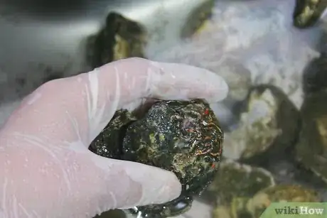 Image titled Cook Oysters Step 16