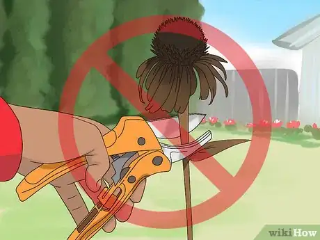 Image titled Prune Coneflowers Step 3