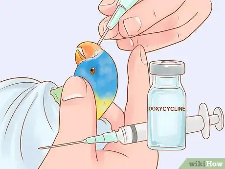 Image titled Treat Chlamydiosis in Lories and Lorikeets Step 8