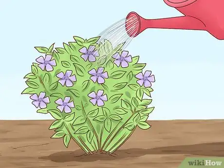 Image titled Plant Vinca Minor Step 13