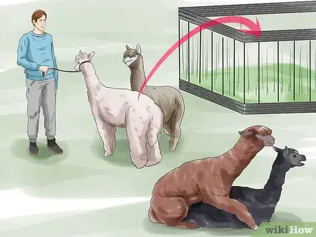 Image titled Breed Alpacas Step 11