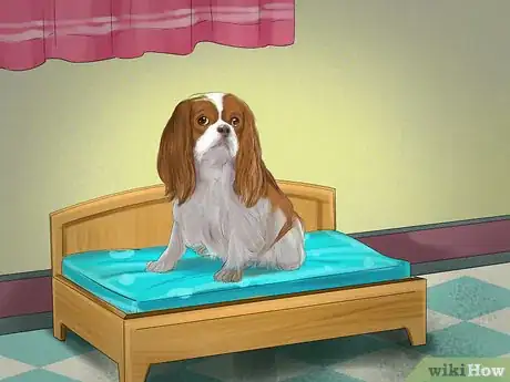 Image titled Keep a Dog or Cat Successfully While Living in an Apartment Step 15