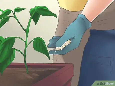 Image titled Grow Bell Peppers Step 10