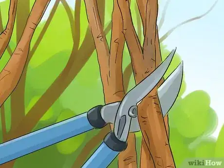 Image titled Prune a Magnolia Tree Step 7