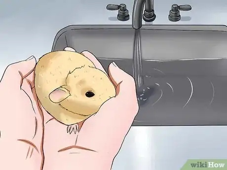 Image titled Bathe a Pregnant Guinea Pig Step 4