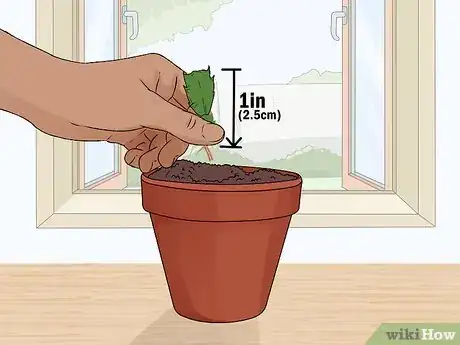 Image titled Plant a Christmas Cactus Step 9