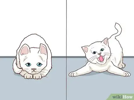 Image titled Train a Cat to Stop Fearing Sudden Movements Step 14