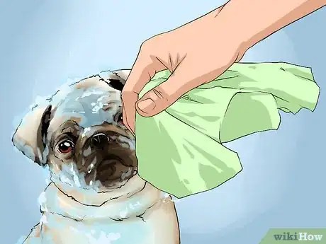 Image titled Groom Pugs Step 13