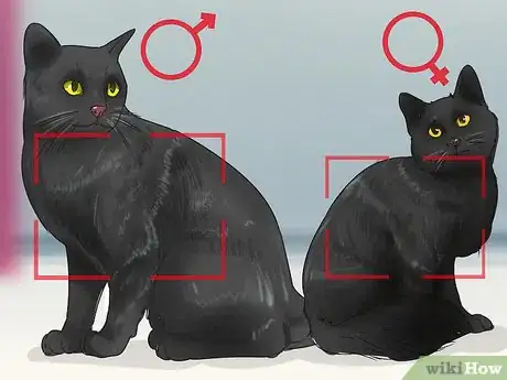 Image titled Identify a Bombay Cat Step 4