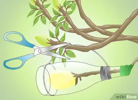 Image titled Get a Pear Into a Wine Bottle Step 16