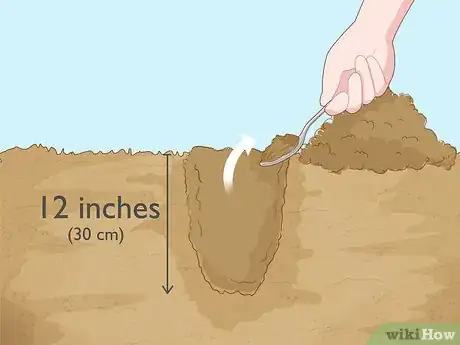 Image titled Plant Bare Root Roses Step 9