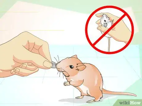 Image titled Tame Your Gerbils Step 12