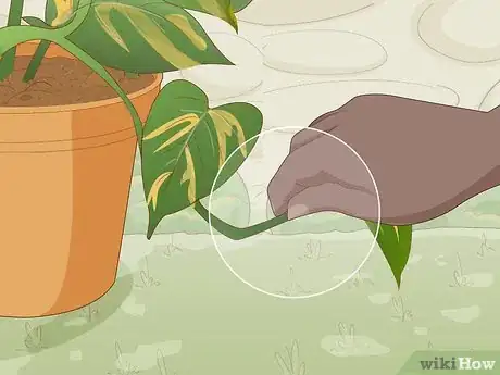 Image titled Care for a Golden Pothos Step 6