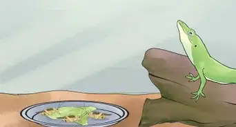 Feed an Anole Green Lizard