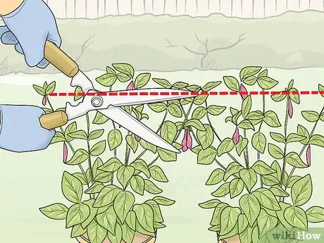 Image titled Prune Fuschias Step 8