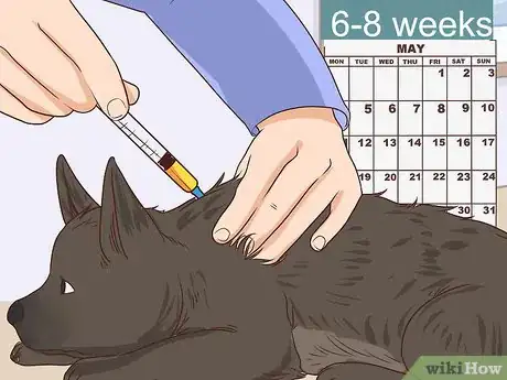 Image titled Prevent Disease in Orphaned Newborn Puppies Step 7