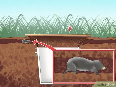 Image titled Catch Moles Step 3