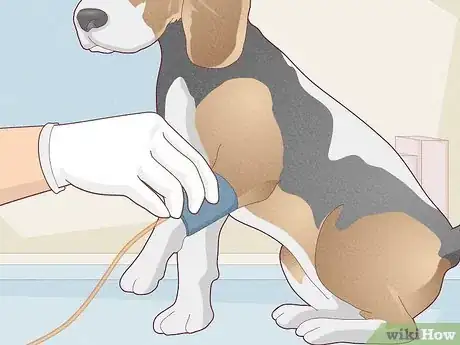 Image titled Treat Vestibular Disease in Dogs Step 6