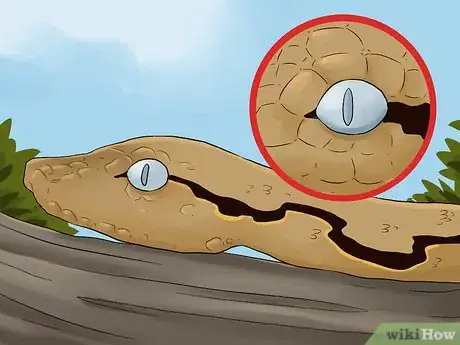Image titled Care for a Shedding Snake Step 1