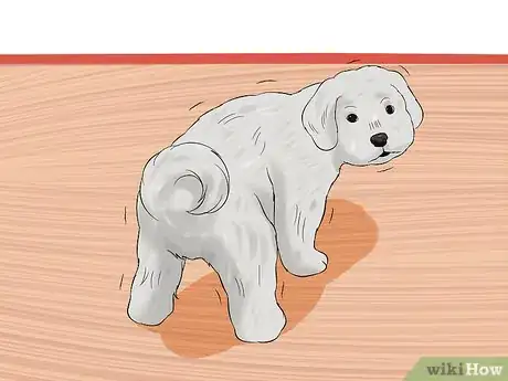 Image titled Diagnose Little White Shaker Syndrome in Maltese Step 4