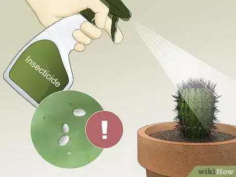 Image titled Care for a Cactus Step 13
