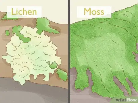 Image titled Identify Bryophytes Step 6