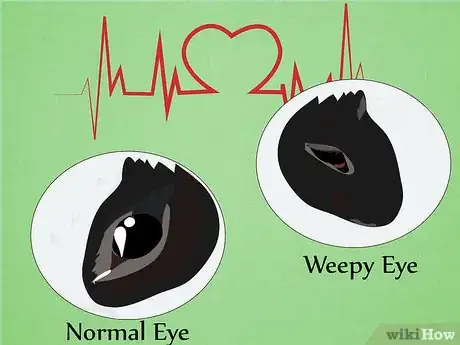 Image titled Care for Himalayan Rabbits Step 14