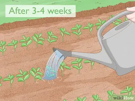 Image titled Grow Night Scented Stock Step 7