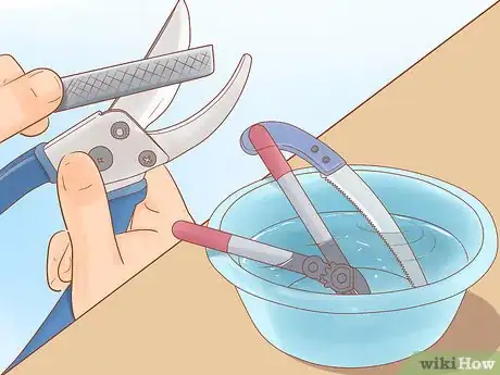 Image titled Prune Old Apple Trees Step 4