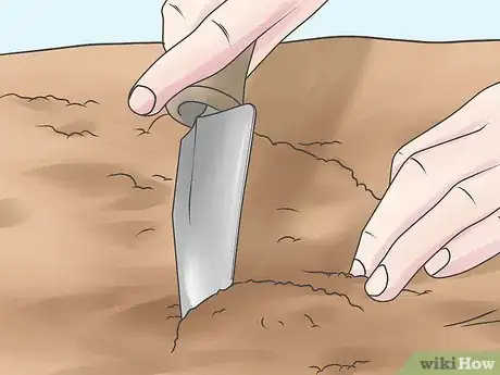 Image titled Grow Impatiens Step 5