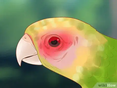 Image titled Treat Chlamydiosis in Lories and Lorikeets Step 1