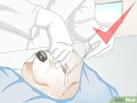 Image titled Diagnose Ingrown Eyelids in Dogs Step 9