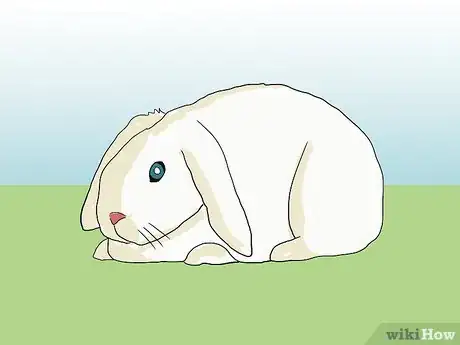 Image titled Help an Overweight Rabbit Lose Weight Step 3