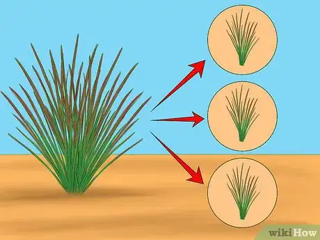 Image titled Grow Japanese Blood Grass Step 6