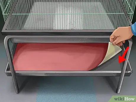 Image titled Live With a Moluccan Cockatoo Step 14