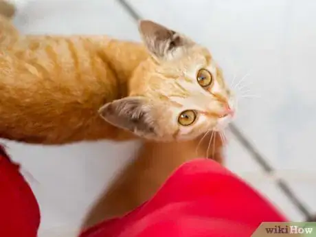 Image titled Bond with a Stray Cat Step 8