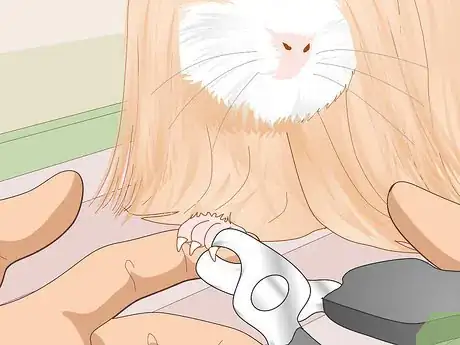 Image titled Prepare a Guinea Pig for Show Step 19