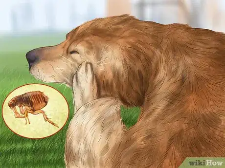Image titled Identify Canine Flea Problems Step 1