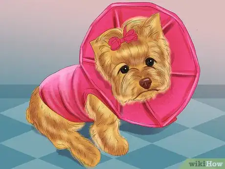 Image titled Treat Patellar Luxation in Shih Tzus Step 5