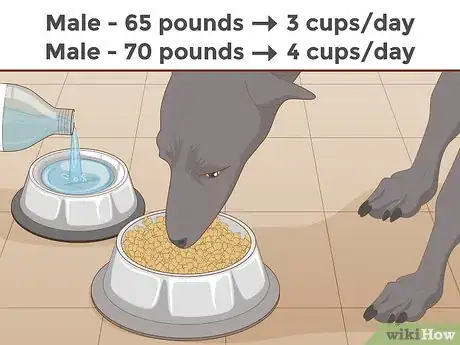 Image titled Train a Greyhound Step 6