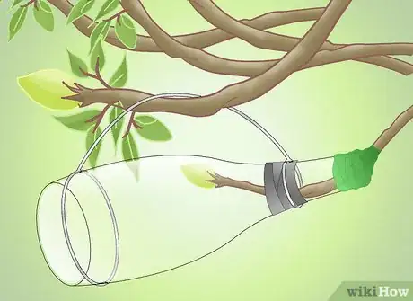 Image titled Get a Pear Into a Wine Bottle Step 12