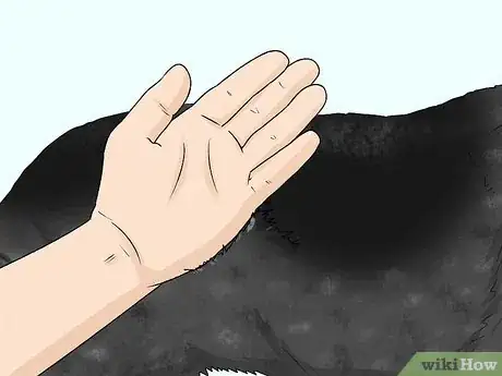 Image titled Identify a Bluetick Coonhound Step 9