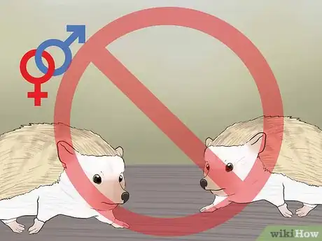Image titled Buy a Hedgehog Step 8