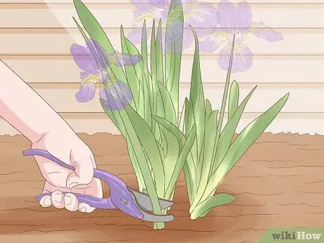 Image titled Grow Bearded Irises Step 12