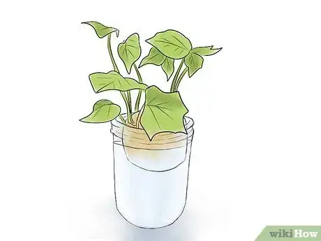 Image titled Grow Sweet Potatoes Step 6