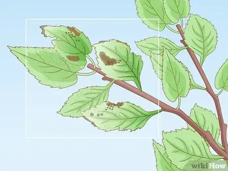 Image titled Deal with Cherry Tree Pests Step 2