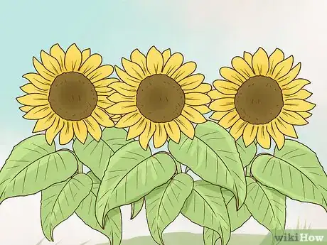 Image titled Plant Turing Sunflowers Step 17